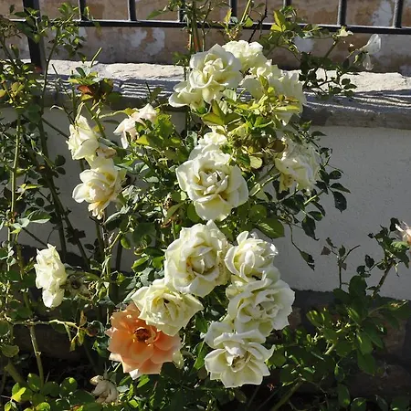 Bed & Breakfast El Nur